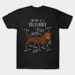 Chocolate and Tan Dachshund Dog Anatomy T-Shirt